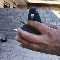 جفت اشعل برا فروش|پرنده|سوسنگرد, |دیوار