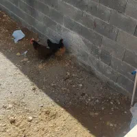 دو عدد مرغ هفت ماهه تخمگذار