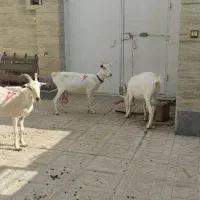 بزابستن سانن