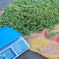 فروش لوبیا سبز