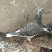 ۴عدد کبوتر فروشی|پرنده|نیمروز, |دیوار