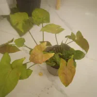 گل سیگسیوم مسی