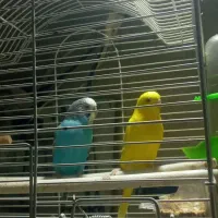 طوطی برزیلی نر و یک جفت مرغ عشق|پرنده|اندیشه, شهرک مریم|دیوار