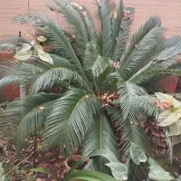 گل سکاس|گل و گیاه طبیعی|بابل, |دیوار