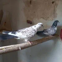 رو دست بازی کن