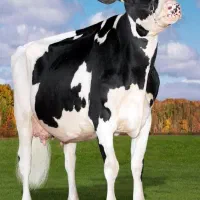 کارگر دامداری،گاوداری