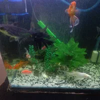 ماهی و اکواریوم