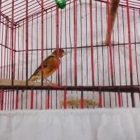 یک عدد قناری نر