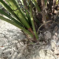 بچه نخل پاجوش