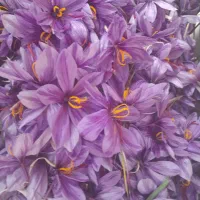 گل زعفران عیاربالا