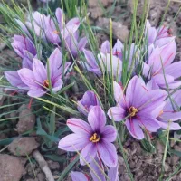 فروش گل زعفران