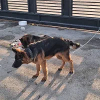 توله ژرمن ماده