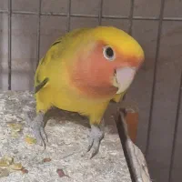 طوطی برزیلی جفت جوجه دار و مولد|پرنده|ری, امین آباد|دیوار