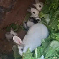 توله خرگوش