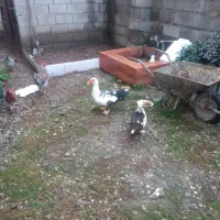 یک جفت اردک اسراییلی
