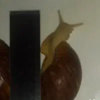 حلزون آلبینو|خزنده|دورود, |دیوار