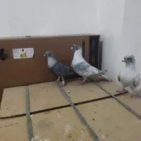 نقره ای موشی