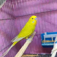 جفت مرغ عشق سر جوجه