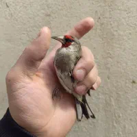 دورگ کرمونی نشون دار