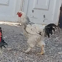 خروس برهما جوان