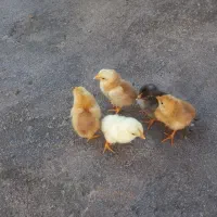 جوجه شیش روزه