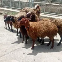 ۴عدد میش بره جوان