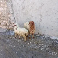 میش بره شیشک