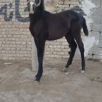 اسب کره مادیان