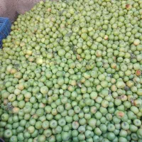 فروش فله ای سیب سبز|خوردنی و آشامیدنی|شبستر, |دیوار