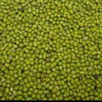 ماش عمرانی درجه یک