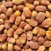 فروش عمده خرمای زاهدی صادراتی بصورت تناژ