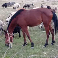 فروش یک راس اسب دره شوری|اسب و تجهیزات اسبسواری|شیراز, ابیوردی|دیوار