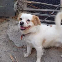 سگ پا کوتاه|سگ|جیرفت, |دیوار