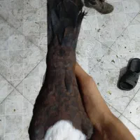 جفت کبوتر کله سفید