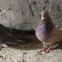 کبوتر نر و ماده