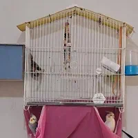 کسی میتونه کمکم کنه از عروس هلندیام جوجه بگیرم