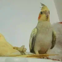 عروس هلندی جفت یکساله