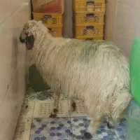 بره نر بزرگ و سرحال و خوش خوراک|حیوانات مزرعه|اهواز, پادادشهر|دیوار