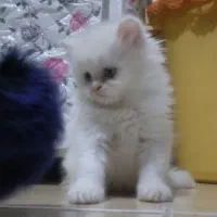 بچه گربه اسکاتیش پرشین