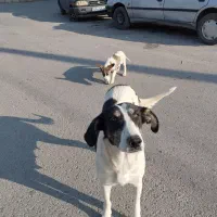 واگذاری سگ دختر به همراه توله سه ماهه