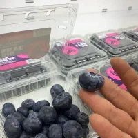 میوه استوایی آواکادو بلوبری و