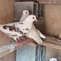 کبوتر|پرنده|قائم‌شهر, |دیوار