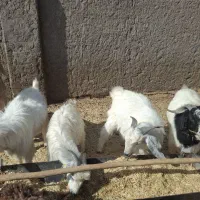 کره کیلو ۳۳۰هزارتومان