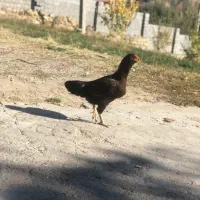 مرغ لاری اصل