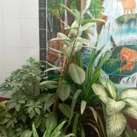 گل طبیعی|گل و گیاه طبیعی|یاسوج, |دیوار