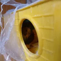 یه جفت مرغ عشق روی تخم