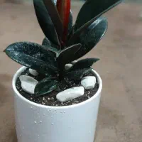 گلفروشی گلهای آپارتمانی|گل و گیاه طبیعی|تهران, وصفنارد|دیوار