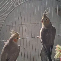 دوعدد عروس هلندی