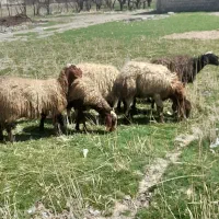 8عددگوسفندماده جوان سالم سرحال جفتی 36میلیون