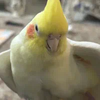 لوتینو چشم شرابی